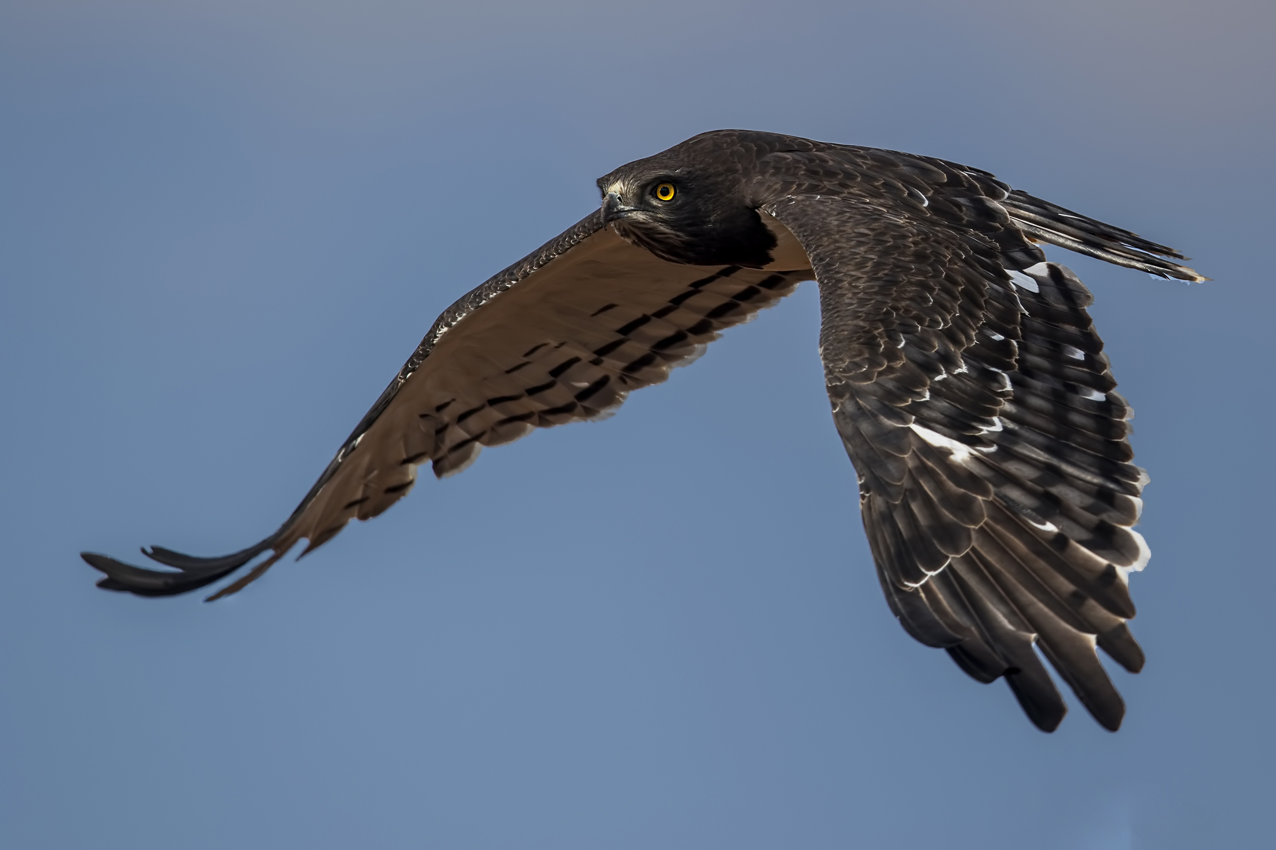 Black-chested Snake-Eagle